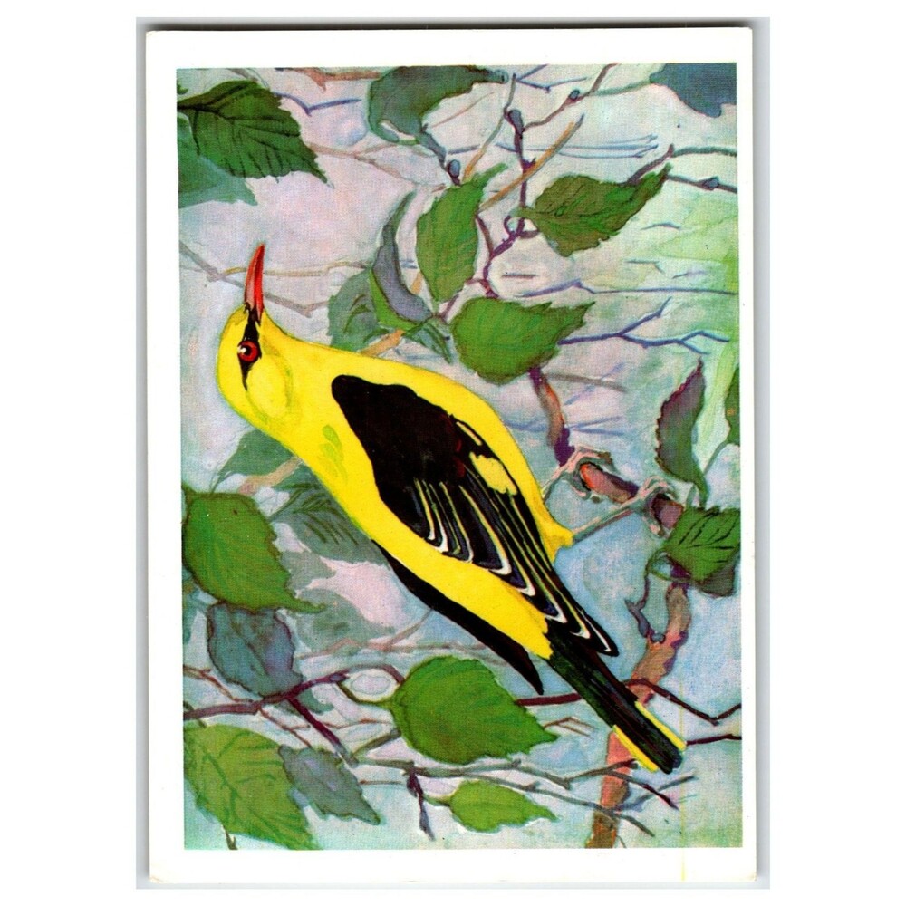 Vibrant Oriole Bird Art Postcard 1979 Russian Nature Illustration
